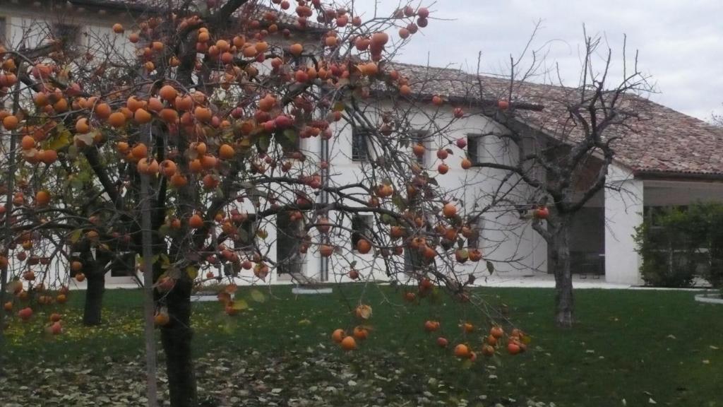 Caspineda Agriturismo Montebelluna Exterior photo